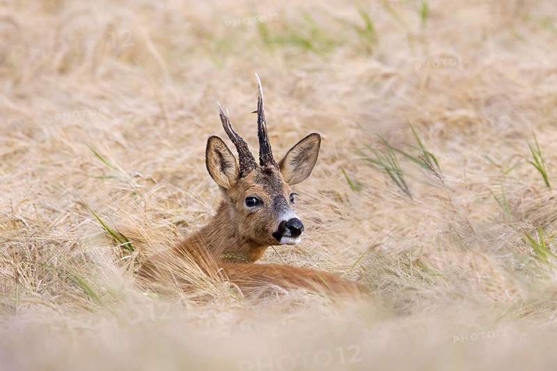 European roe deer (Capreolus capreolus) buck, male with deformed antlers showing distorted spike in wheat field, cornfield in summer