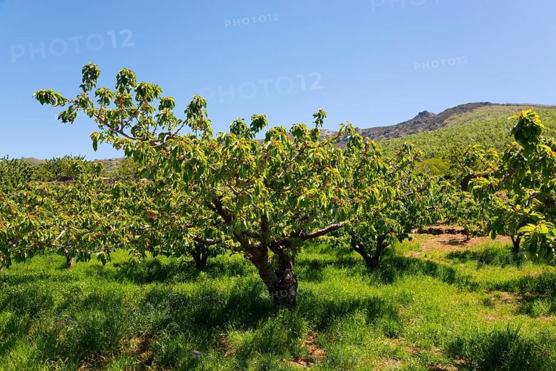 A landscape with green fruit trees in front of a mountain under a clear blue sky, cherry trees, Valle del Jerte, Jerte Valley, Cáceres, Caceres, Extremadura, Spain, Europe