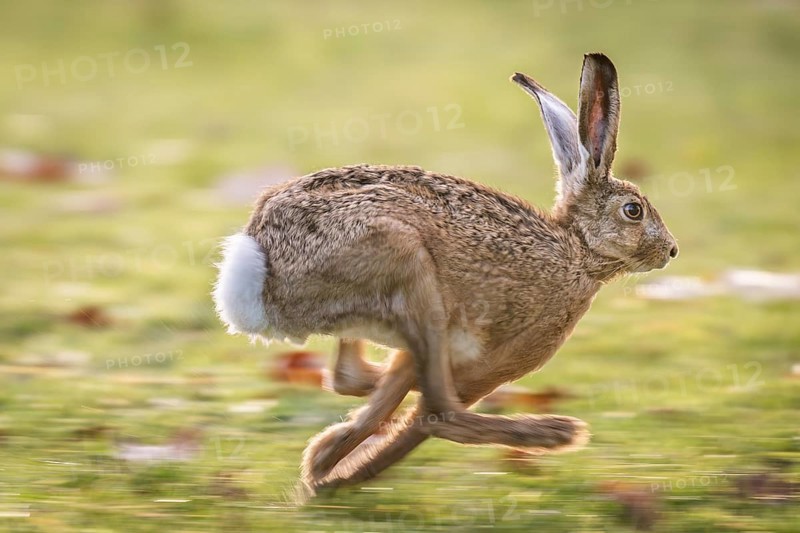 European hare (Lepus europaeus) on the run, running fast, Stuttgart, Rosensteinpark, Baden-Württemberg, Germany, Europe