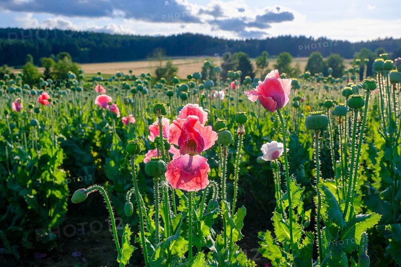 Poppy, (Papaver somniferum), poppy field, Waldviertel grey poppy, poppy village Armschlag, Waldviertel, Lower Austria, Austria, Europe