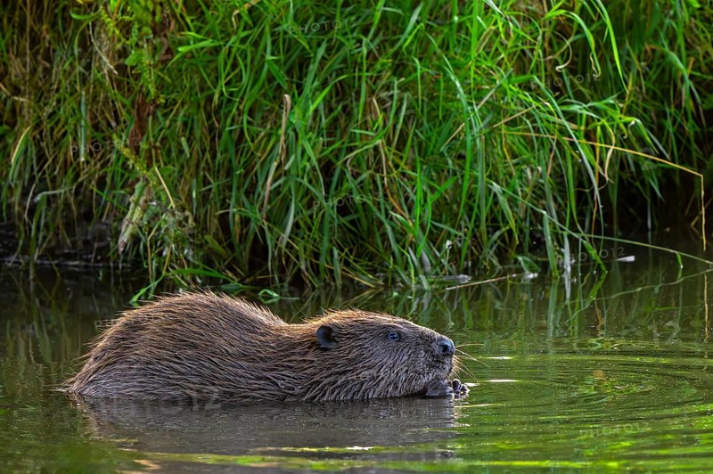 Eurasian beaver, European beaver (Castor fiber) eating water plant along reed bed, reedbed in stream in summer