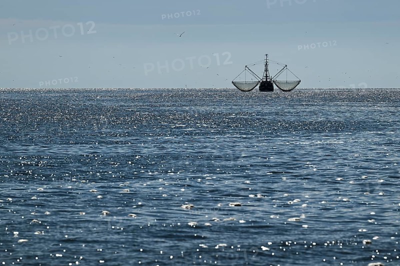 Crab cutter, seagulls, North Frisia, Schleswig-Holstein, Germany, Europe