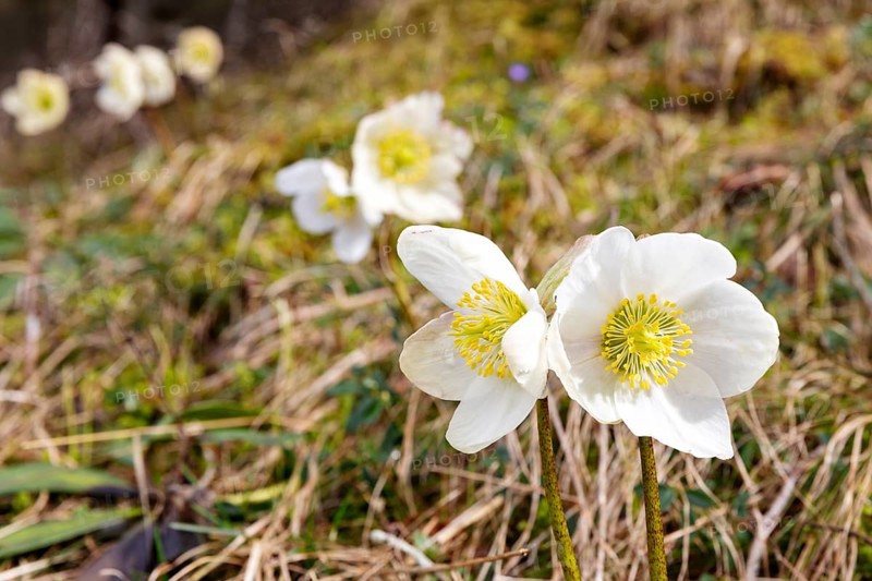 Two white flowers with a yellow centre in a meadow, other blurred flowers in the background, Christmas rose (Helleborus niger)