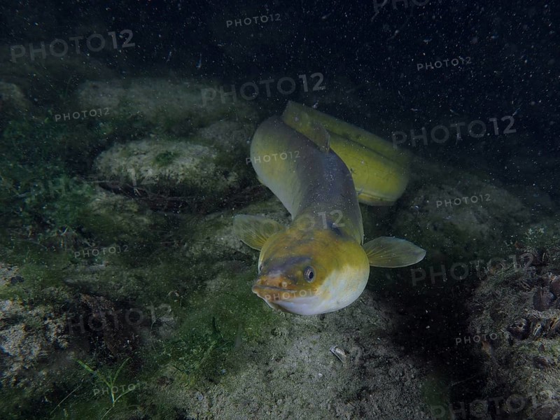 European eel (Anguilla anguilla) swimming on the river bottom, surrounded by rocks and algae in dark water. Dive site Klosterinsel, Rheinau, Canton Zurich, Rhine, High Rhine, Switzerland, Germany, Europe