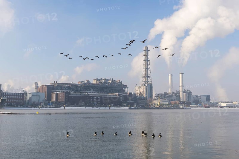 BASF plant site on the banks of the Rhine, chemical company, Canada geese, foggy mood, Ludwigshafen, Rhineland-Palatinate, Germany, Europe