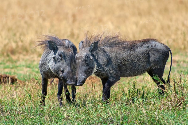 Warthogs (Phacochoerus), making love, mating, animals, love, family, couple, nature, wild, free-living, Botswana, Africa
