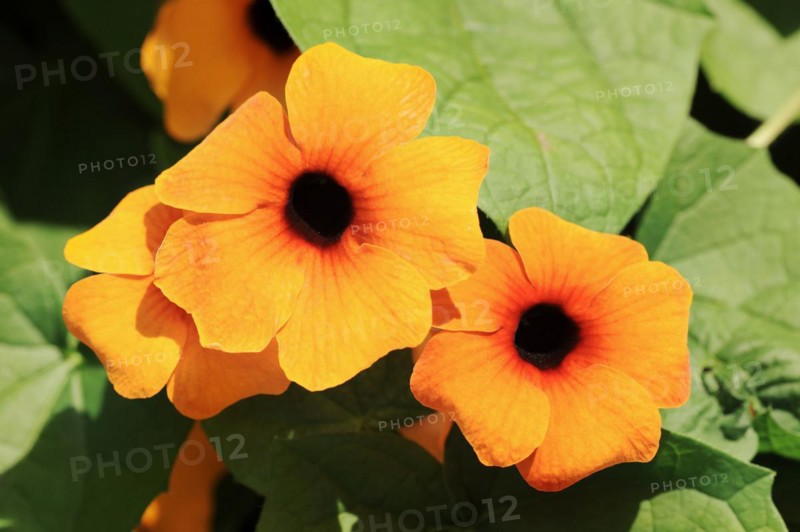 Black-eyed susan vine (Thunbergia alata), flowers, ornamental plant, North Rhine-Westphalia, Germany, Europe