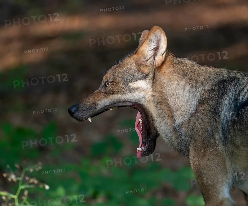 Wolf (Canis lupus) yawning, teeth visible, Germany, Europe