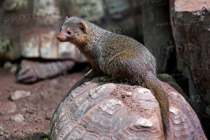 Dwarf mongoose (Helogale), sitting on turtle, captive, Germany, Europe