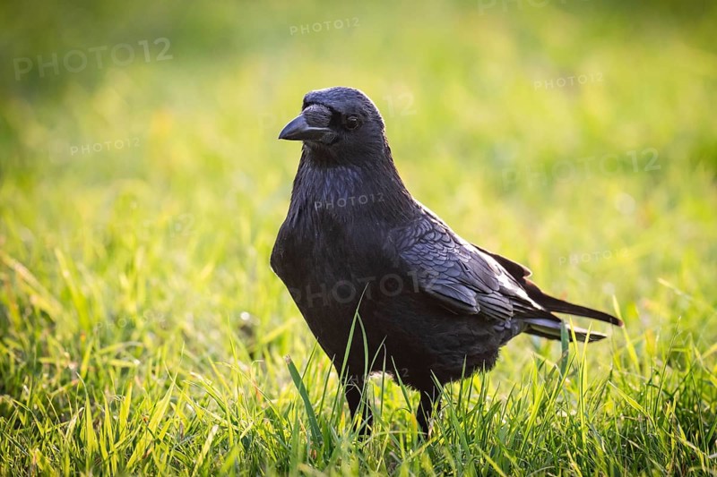 Raven (Corvus corax) on a meadow, Rosensteinpark, Stuttgart, Baden-Württemberg, Germany, Europe