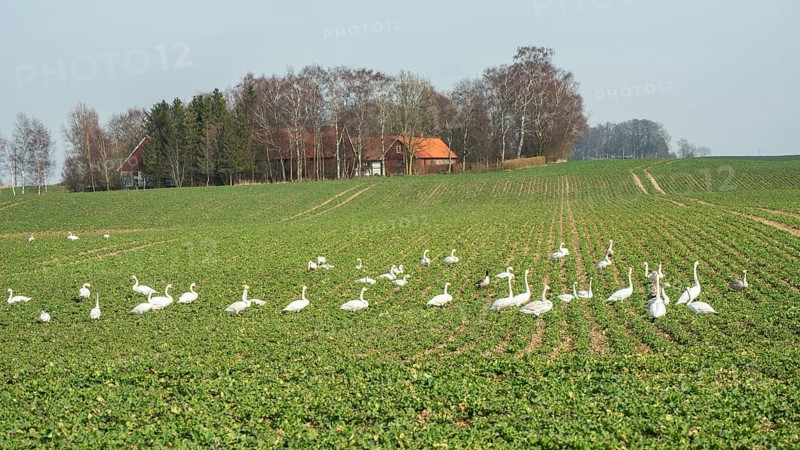 Flocks of birds, swans, graze and damage crops in winter in Ystad municipality, southern Skåne county, Sweden, Scandinavia, Europe