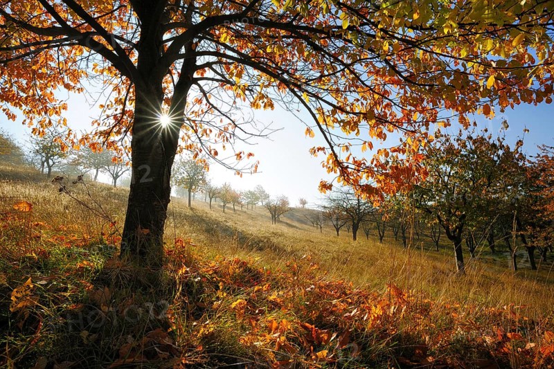 Old orchard meadow in autumn, cherry tree with autumn colours, sun shining through the leaves, Saalekreis, Saxony-Anhalt, Germany, Europe