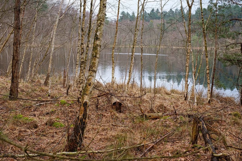 Birches at Wienpietschsee, Kesselmoor, Müritz National Park, Mecklenburg Lake District, Mecklenburg, Mecklenburg-Western Pomerania, Germany, Europe