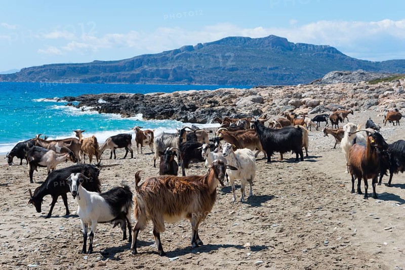Goats on the sandy coastline with a view of the blue sea and mountains in the background, Paralia Charakia, Harakia beach, Paralia village, Mani, Laconia, Laconia, Peloponnese, Greece, Europe