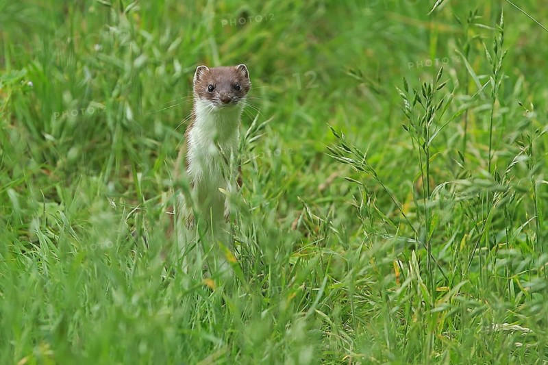 Ermine (Mustela erminea), large weasel