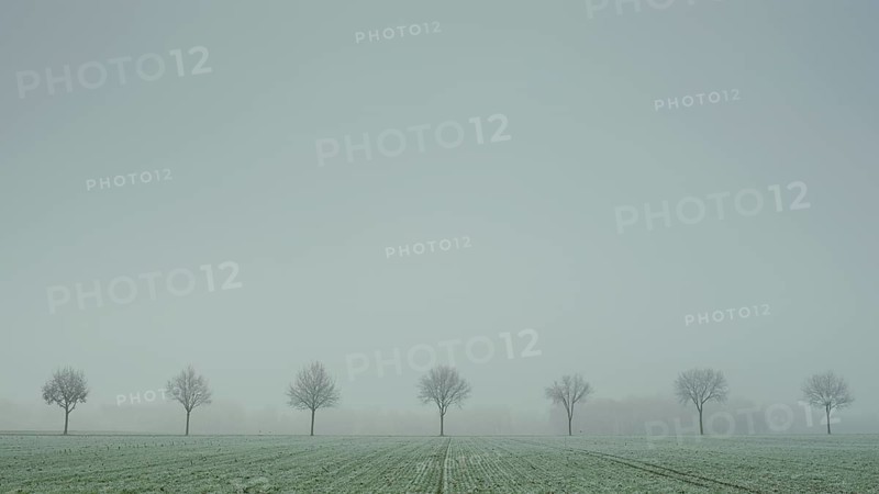 View of a row of trees standing at the roadside in the fog, field, landscape photo, nature photo, flora, fauna, landscape format, field, grasses, lowlands, sky, clouds, winter, snow, ice, frost, cold, season, cosy, Neustadt am Rübenberge, Hanover region, Lower Saxony, Germany, Europe