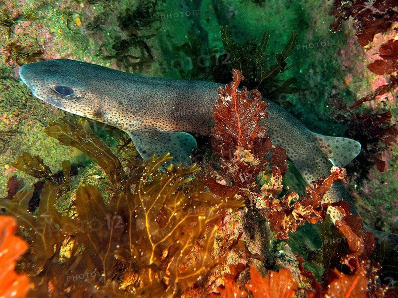 A small-spotted catshark (Scyliorhinus canicula) swims between colourful algae and rocks on the seabed. Dive site Dingle Peninsula, Co. Kerry, Irish Sea, North Atlantic, Ireland, Europe
