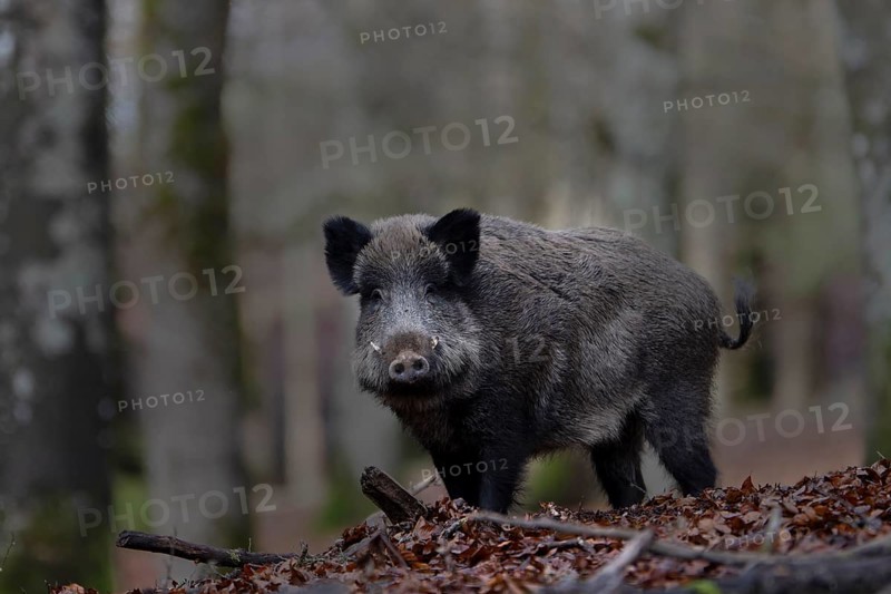 Wild boar (Sus scrofa), strong boar, Daun, Germany, Europe