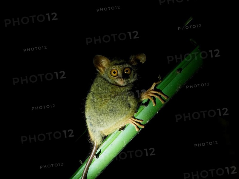 Tarsier (Tarsiidae) small animal with large eyes, Tangoko National Park, Sulawesi, Indonesia, Asia