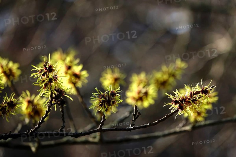 Flowering witch hazel (Hamamelis intermedia), January, Germany, Europe