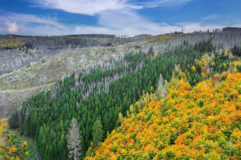 Mixed woodland next to dead spruce forest, destruction from European spruce bark beetle (Ips typographus) infestation, Harz National Park, Germany, Europe