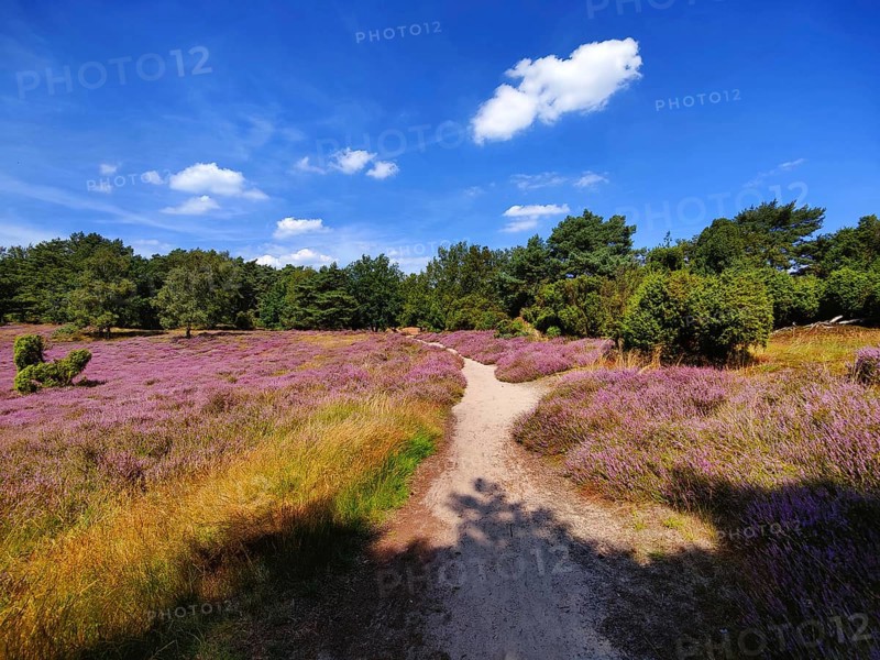 Intensive heath blossom with a path through the Westruper Heide, Haltern am See, Ruhr area, North Rhine-Westphalia, Germany, Europe