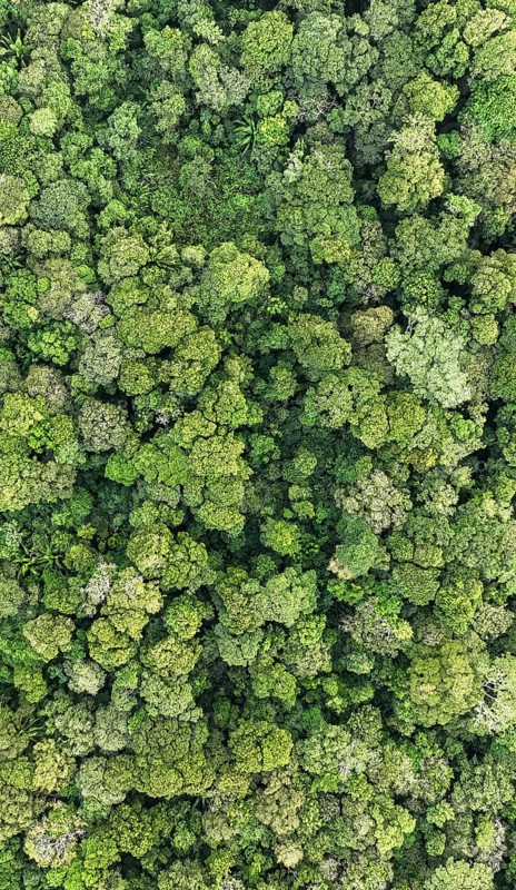 Wallpaper, aerial view, rainforest from above, Tortuguero National Park, Costa Rica, Central America