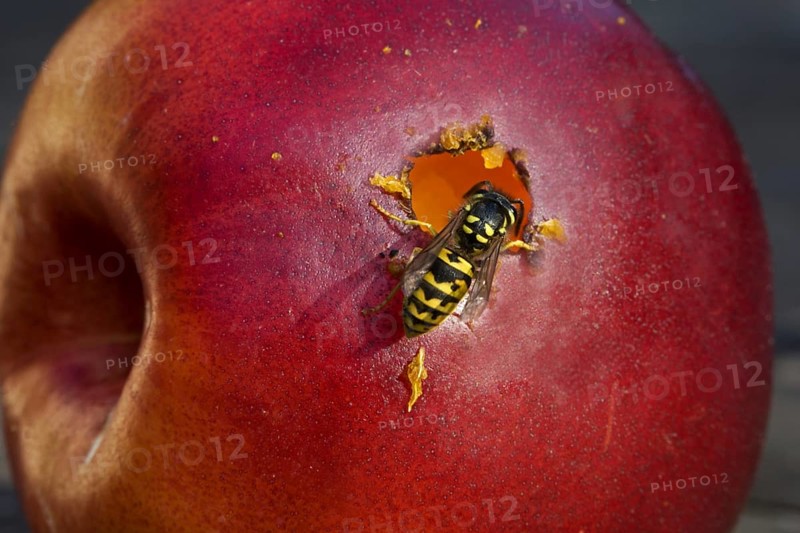 Wasp eating apple, Belgium, Europe