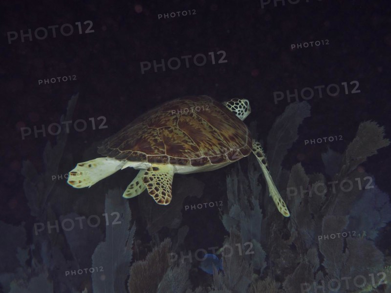 Sea turtle, hawksbill turtle (Eretmochelys imbricata imbricata), swimming over corals at night. Dive site John Pennekamp Coral Reef State Park, Key Largo, Florida Keys, Florida, USA, North America