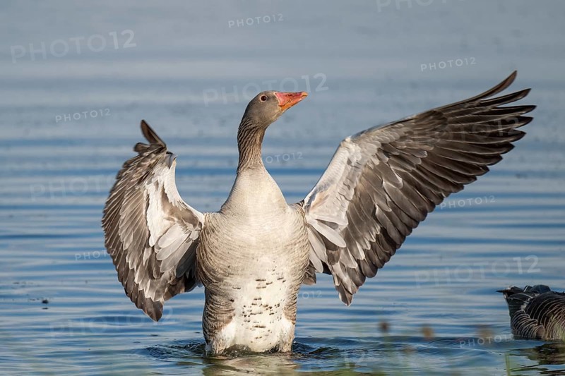 Greylag goose (Anser anser), gander flapping its wings, imposing behaviour, Hauke-Haien-Koog nature reserve, North Friesland, Schleswig-Holstein, Germany, Europe
