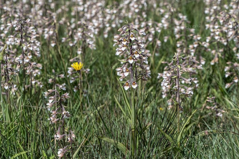Marsh helleborine (Epipactis palustris), mass population, Emsland, Lower Saxony, Germany, Europe