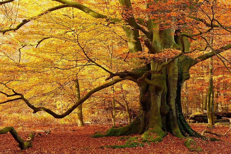 Huge old beech tree in the Hutewald forest in full autumn colour, natural monument, Sababurg primeval forest, Reinhardswald, Hesse, Germany, Europe