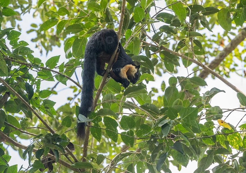 Black giant squirrel (Ratufa bicolor), Kaeng Krachan National Park, Phetchaburi Province, Thailand, Asia