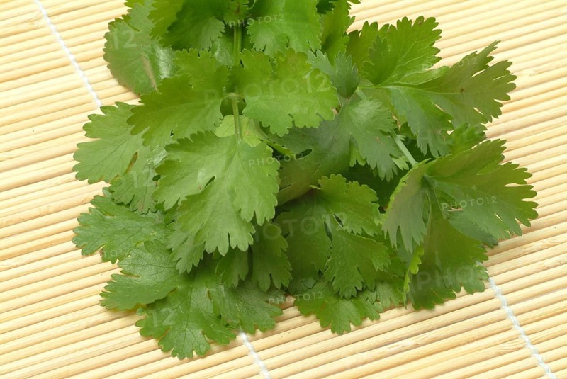 Leaf (umbelliferae) coriander (Coriandrum sativum), coriander, true coriander, plant species in the family, used as a spice and medicinal plant