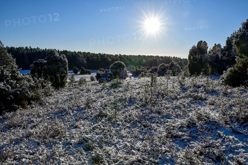 Snow-covered landscape in the Lüneburg Heath nature Park, near Haverbeck, Heidekreis district, Lower Saxony, Germany, Europe
