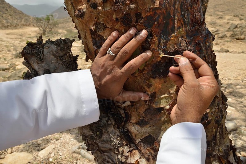 Local man harvesting the precious resin of an Frankincense Tree (Boswellia sacra), near Mughsayl, Dhofar Region, Orient, Oman, Asia