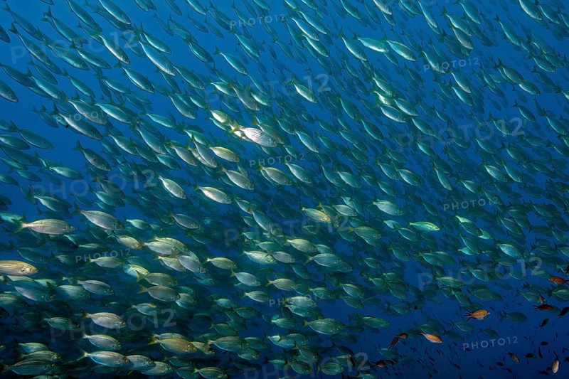 Large school of edible fish Gilthead (Sarpa salpa), gilthead seabream, Mediterranean Sea, Giglio Island, Tuscany, Italy, Europe