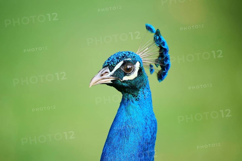 Indian peafowl (Pavo cristatus) portrait, Spain, Europe
