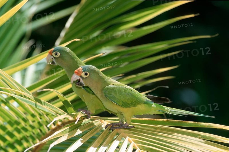 Orange-fronted Conures, Honduras (Aratinga canicularis), side