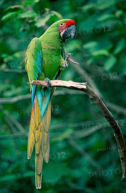 Military Macaw (Ara militaris), military macaw