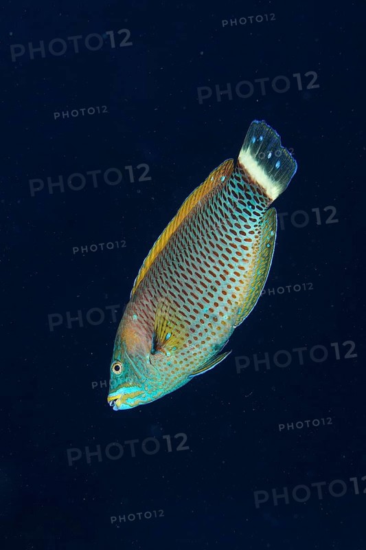 Chiseltooth wrasse (Pseudodax moluccanus) in front of a monochrome background, can be cropped. Dive site House Reef, Mangrove Bay, El Quesir, Red Sea, Egypt, Africa