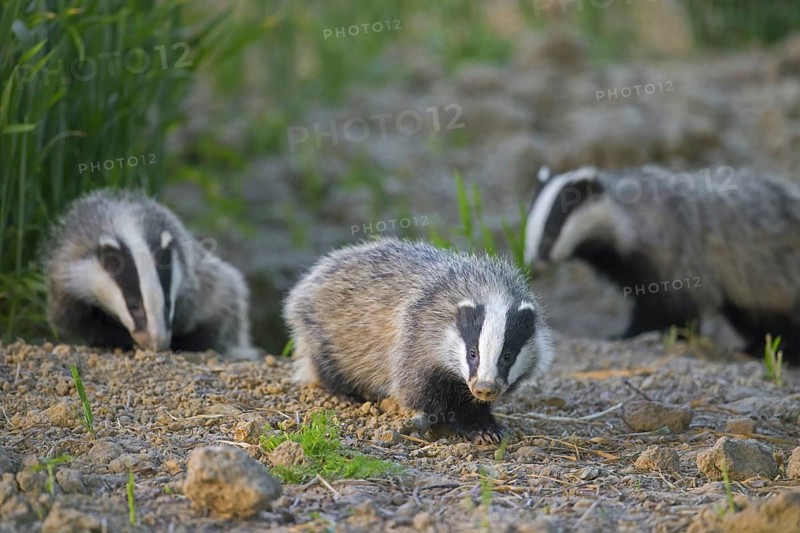 Three young European badgers (Meles meles) juveniles sniffing the earth for earthworms and insects in field, farmland at dusk in spring