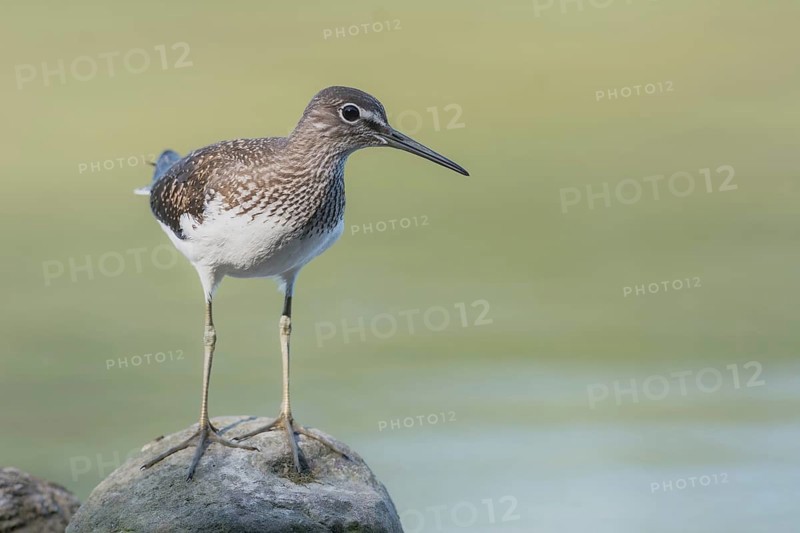 Green sandpiper (Tringa ochropus) Green Sandpiper