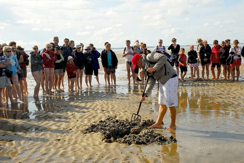 Tourists with guide at mudflat hike, search for lugworms, lugworm, from Föhr to Amrum, North Frisia, Schleswig-Holstein, Germany, Europe
