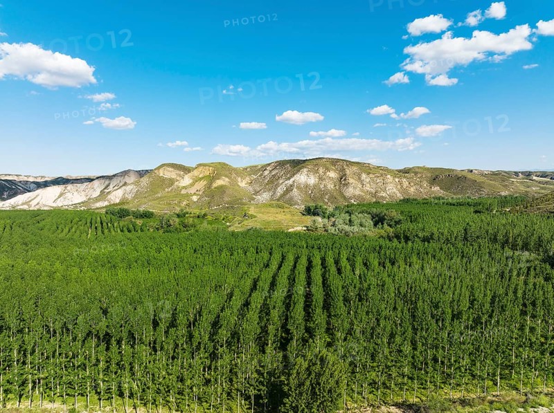 Yellow Aspen (Populus tremula), cultivated for timber, aerial view, drone shot, Near Guadix. Granada province, Andalusia, Spain, Europe