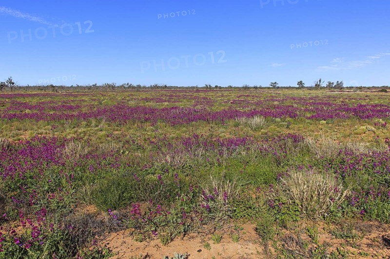 Desert Landscape, Sturt National Park, Tibooburra, New South Wales, Australia, Oceania