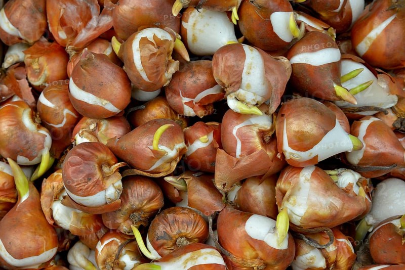 Tulip bulbs, Holland, The Netherlands, Europe