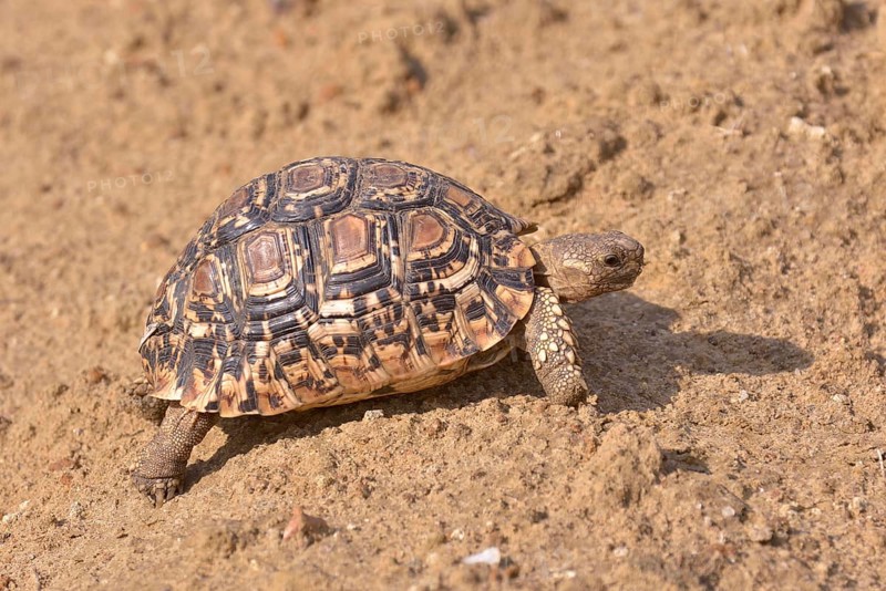 Leopard Tortoise (Stigmochelys pardalis), South Luangwa National Park, Zambia, Africa