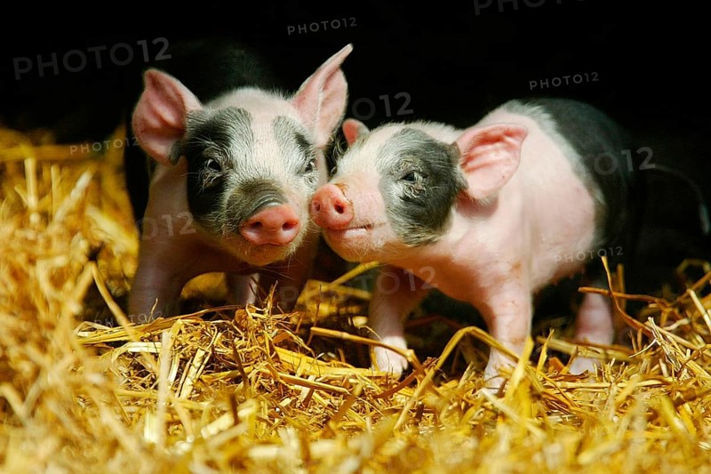Hallic pigs, piglets in the barn, pig, pigs