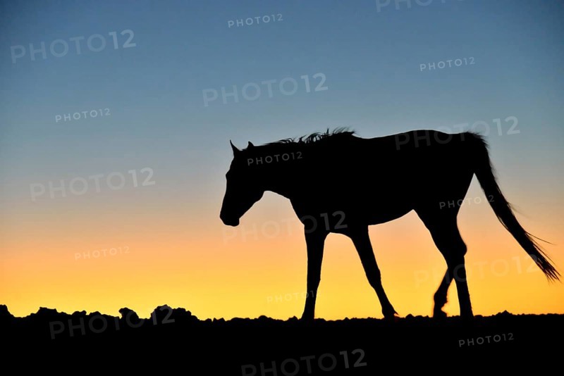 Namib desert horse (Equus ferus) at sunset, backlight, near watering hole at Garub, Aus, Karas Region, Namibia, Africa